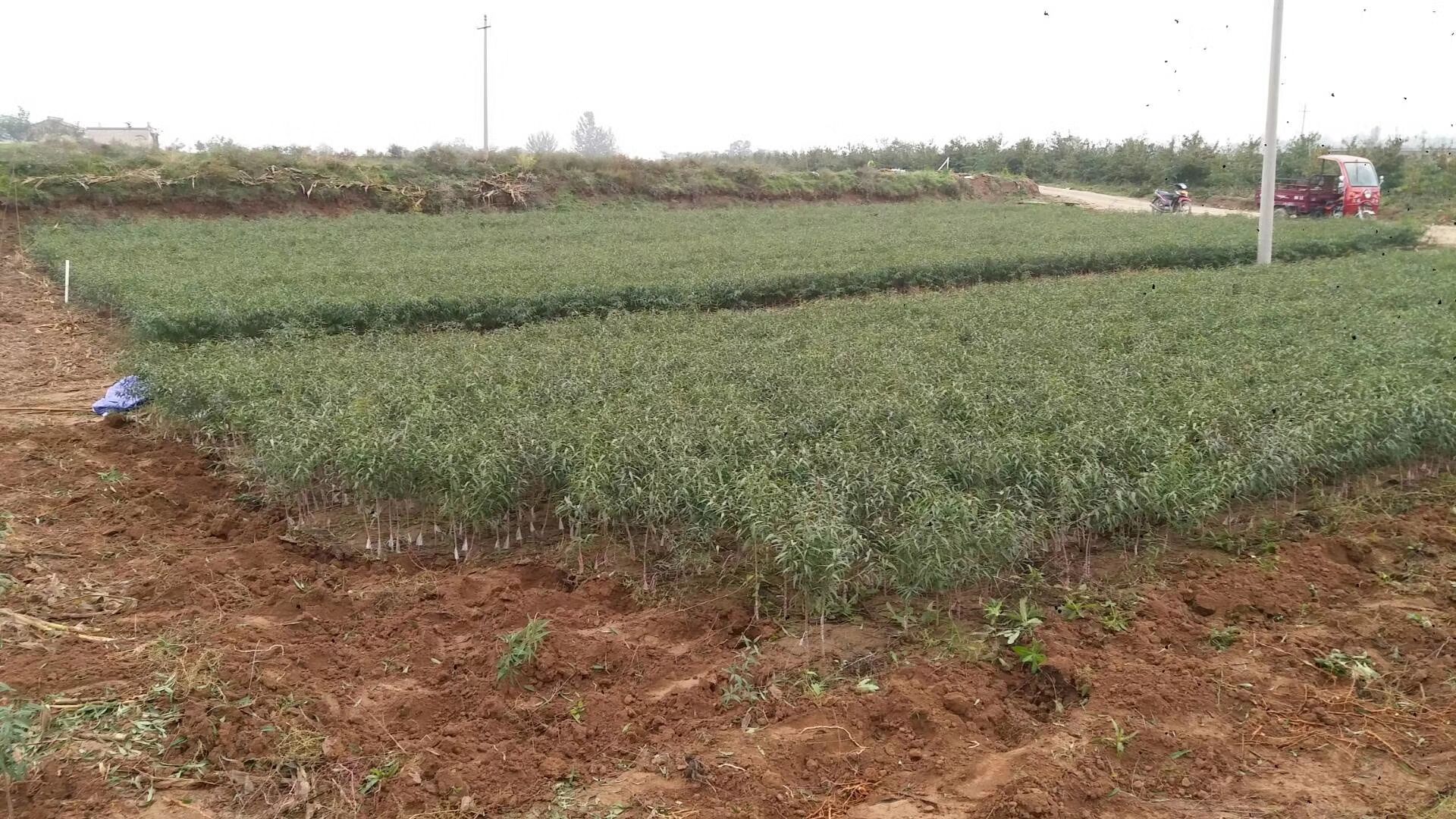 现代化黄桃苗温室育苗场景