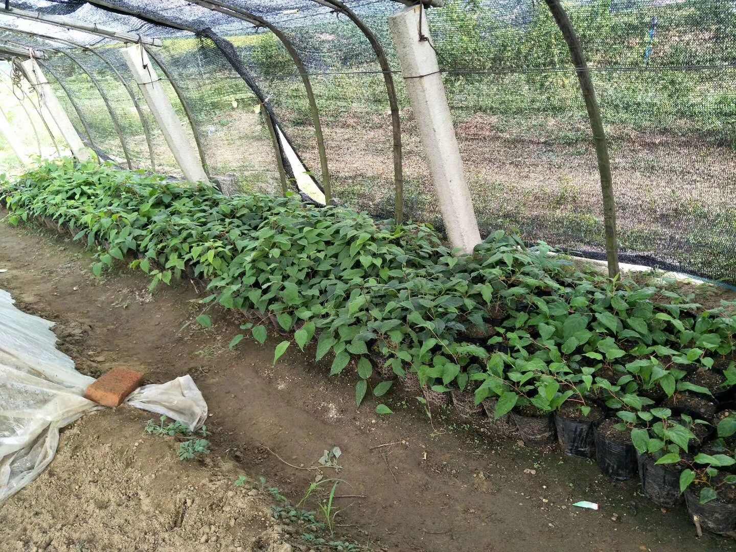 软枣猕猴桃移栽后搭设遮阳网现场