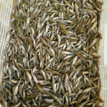 干虾