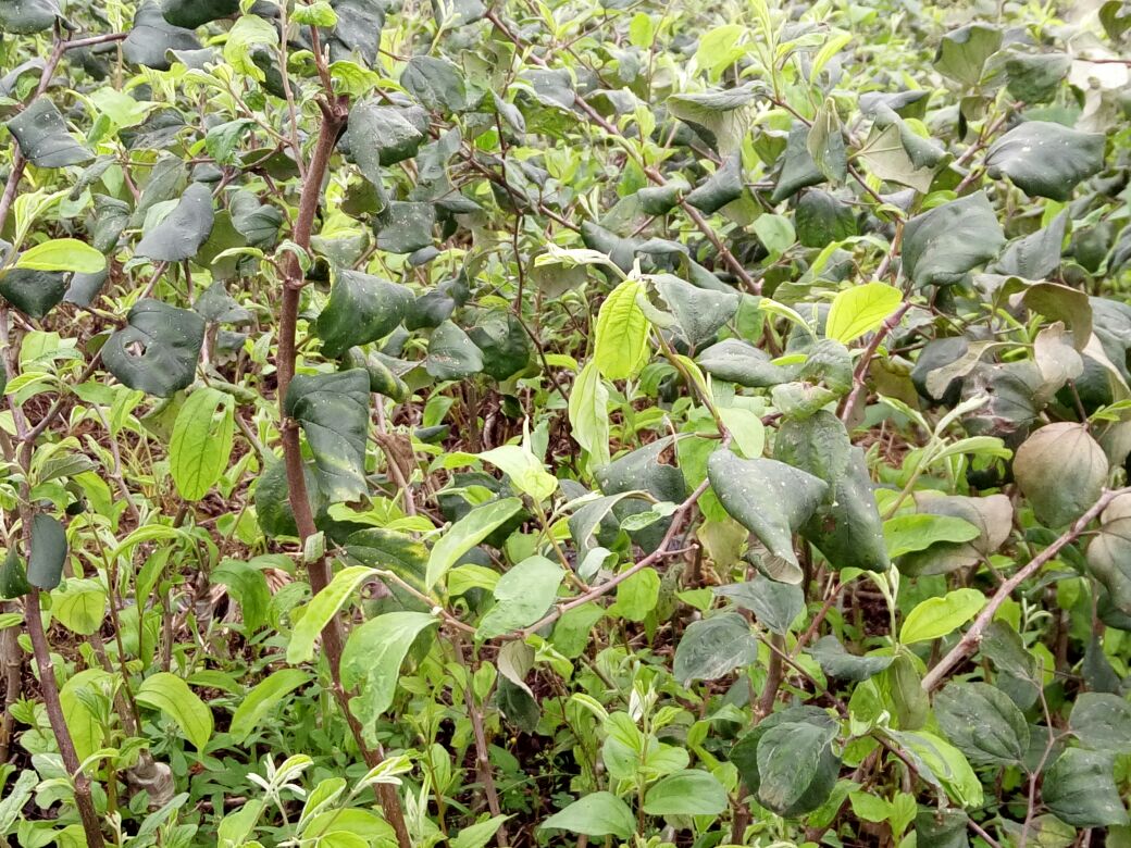 青枣嫁接苗与实生苗对比图