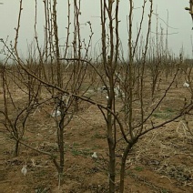 梨树6~8cm1.5~2米