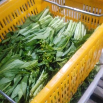 白菜苔15~20厘米