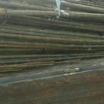 揪树2.5~3m