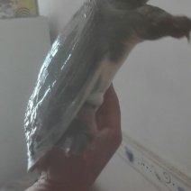 鳖2.5~3斤