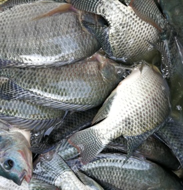 [罗非鱼批发]吉富罗非鱼 活鱼价格6.50元/斤 - 一亩田