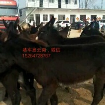 德州驴200~400斤