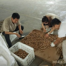 纸皮核桃