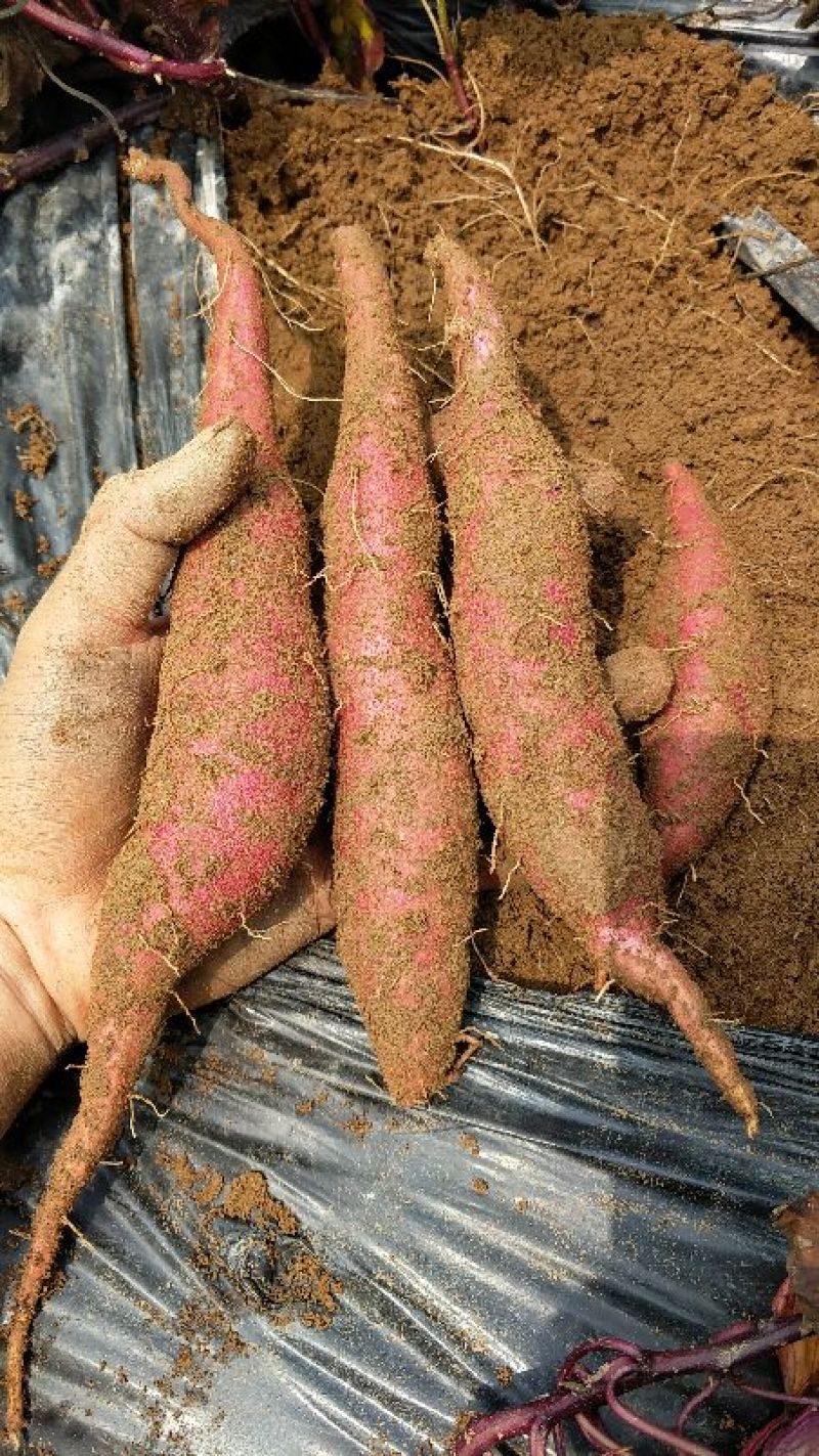 红薯商品薯紫心3两以上