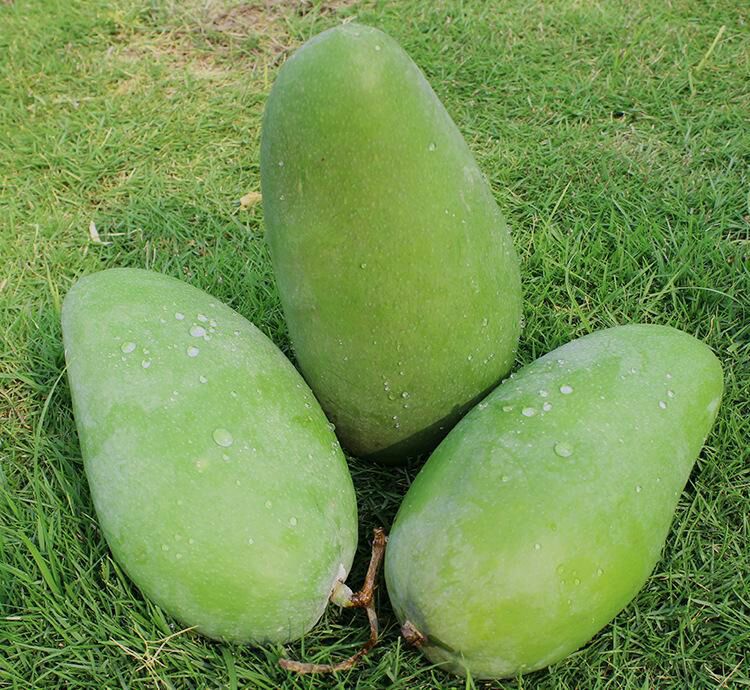 展示三颗不同成熟阶段的大青芒:青绿色、黄绿色、带红晕的黄绿色 大青芒成熟过程对比图