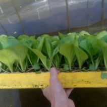 白菜苗，基地直供，全年供应，苗好质优，根须发达