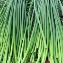 蒜薹通货40~50cm