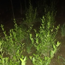 陕西卫矛2cm以下4cm以下0.5米以下
