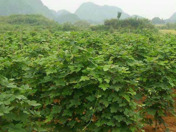 粉葛种植基地航拍图