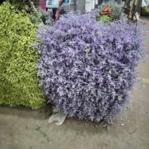 情人草