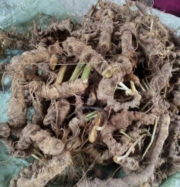 三七百年野三七鲜货