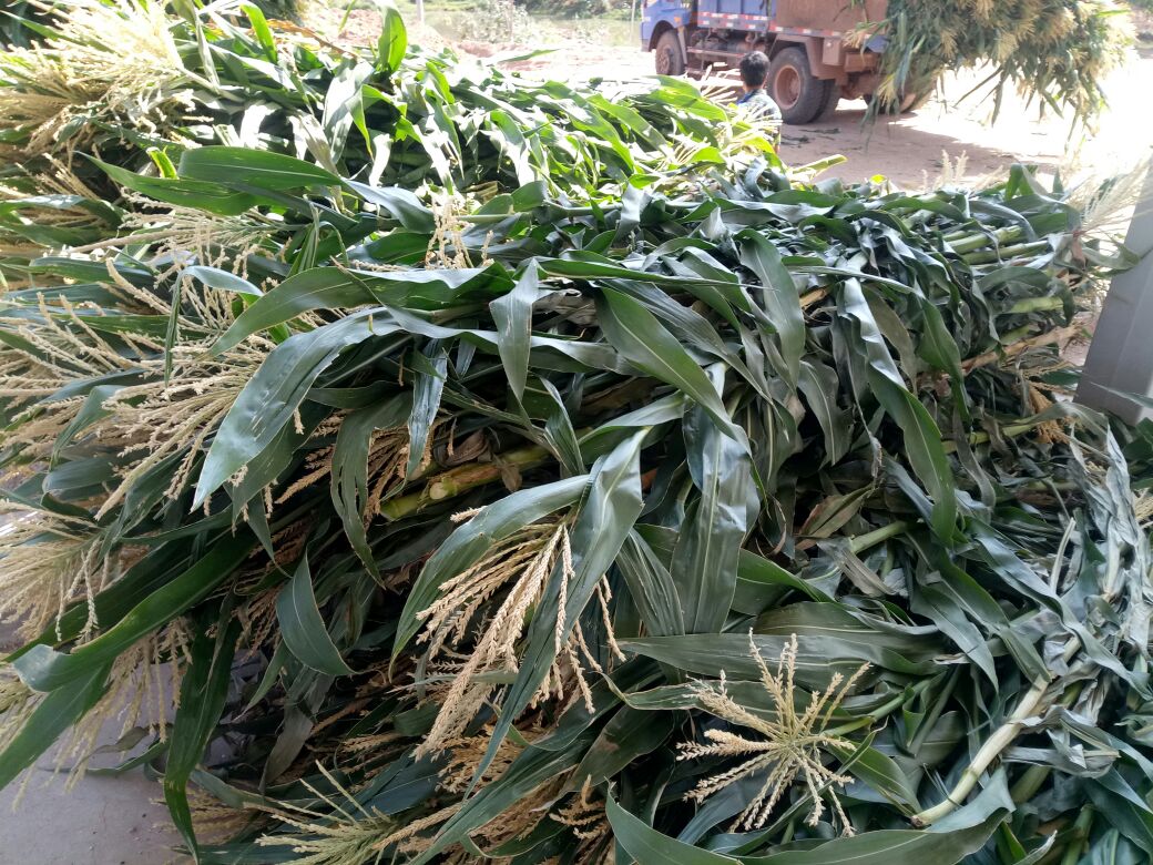 展示不同地区玉米秸秆还田技术适用性对比 不同地区玉米秸秆还田适用技术对比图