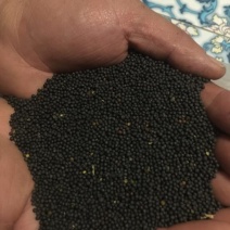 菜籽