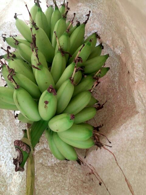 海南大田镇皇帝蕉长度:7cm以上