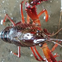 小龙虾稻田套养4-6钱（20-30克）活虾