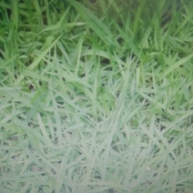 结缕草