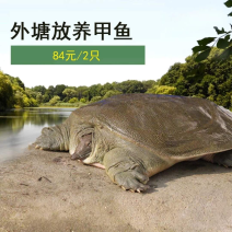 生态养殖甲鱼1~2斤75元/只包邮