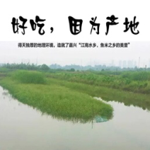 生态养殖甲鱼2斤以上105元/只包邮
