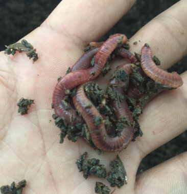 蚯蚓大平二号蚯蚓