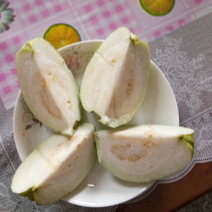 台湾珍珠芭乐苗