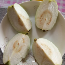 帝王芭乐苗