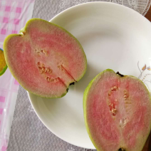 粉红蜜芭乐苗番石榴营养袋苗