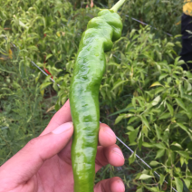 螺丝椒，二荆条