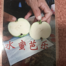水蜜芭乐番石榴苗芭乐