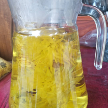 金丝皇菊