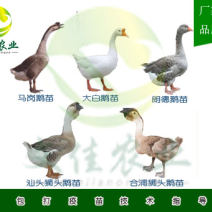 狮头鹅苗马岗鹅苗朗德鹅苗大白鹅苗等