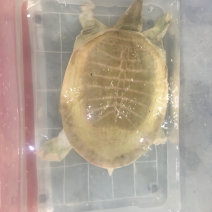 黄沙鳖