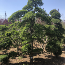 造型女贞艺术作品，高档小区及公园景观绿化用苗