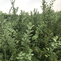 蔓荆子苗蔓荆子枝条