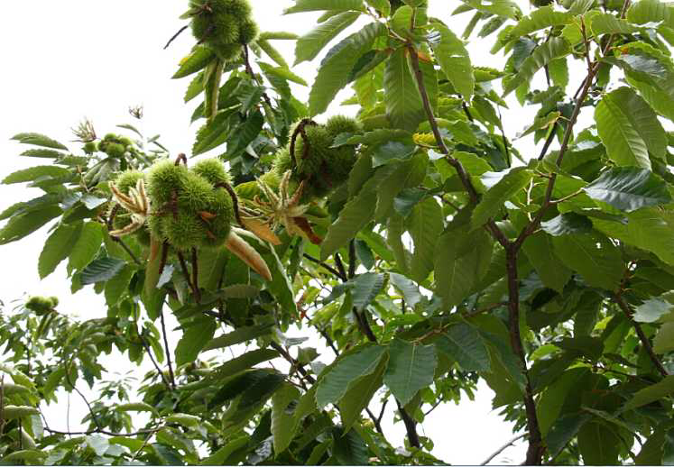 毛栗子生长在树枝上的实景图