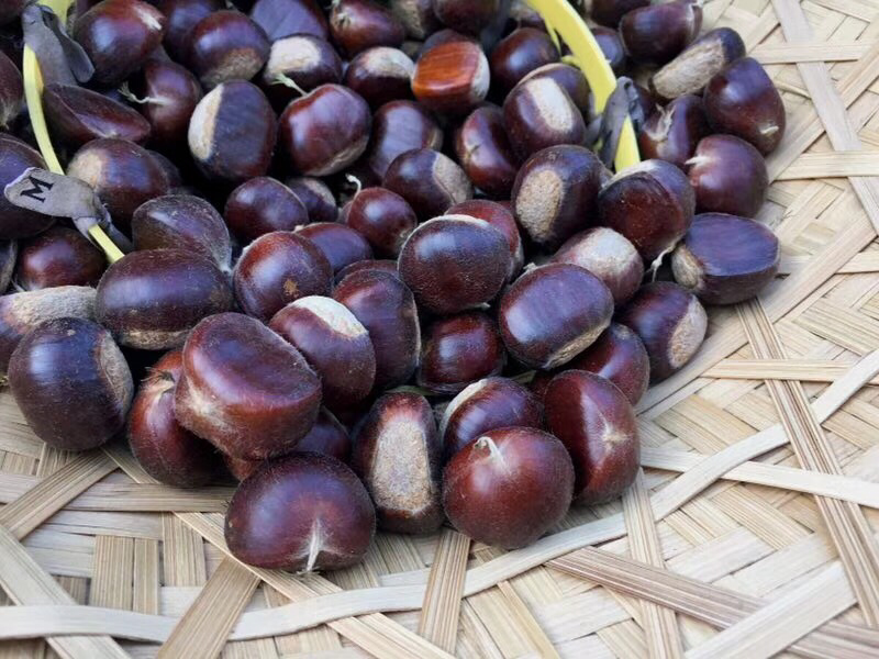 家庭厨房中制作板栗美食