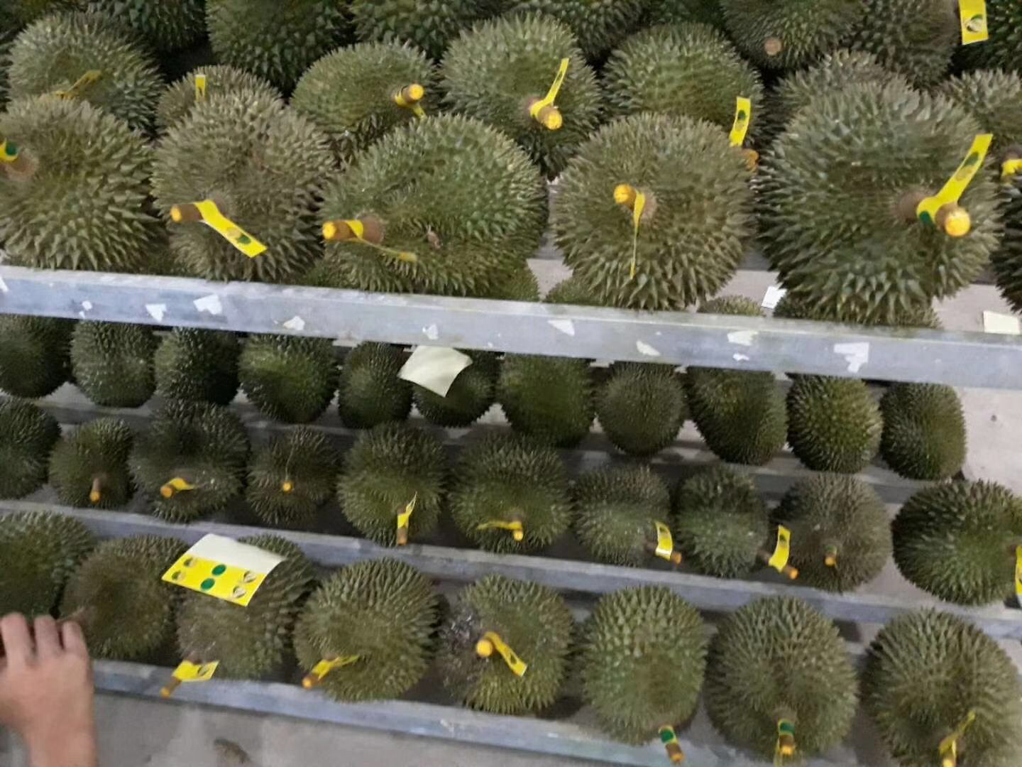 干尧榴莲在零售终端的陈列场景