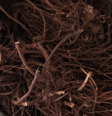 广西无扬枝野生山豆根广豆根