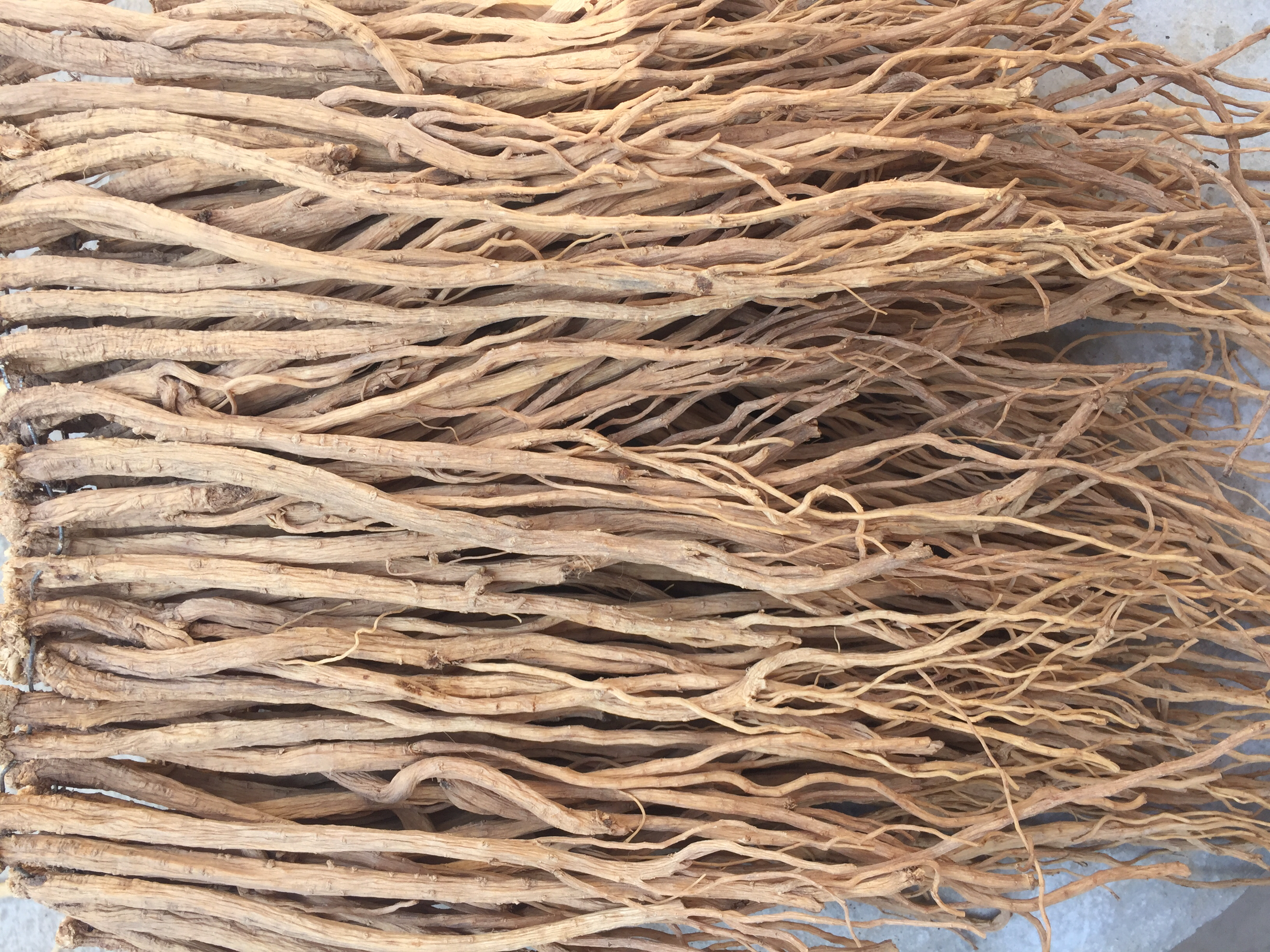 党参与黄芪切片对比图