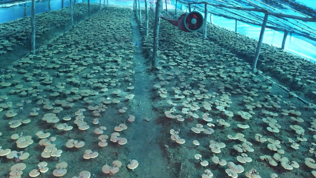 现代化灵芝加工厂内景,工人正在操作全自动切片机处理干燥后的艼灵芝子实体,传送带上整齐排列着刚切割完成的灵芝薄片,旁边有质检人员用显微设备检查切片质量,背景为洁净车间标识与GMP认证证书墙 艼灵芝加工生产线场景