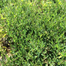 山地豆草