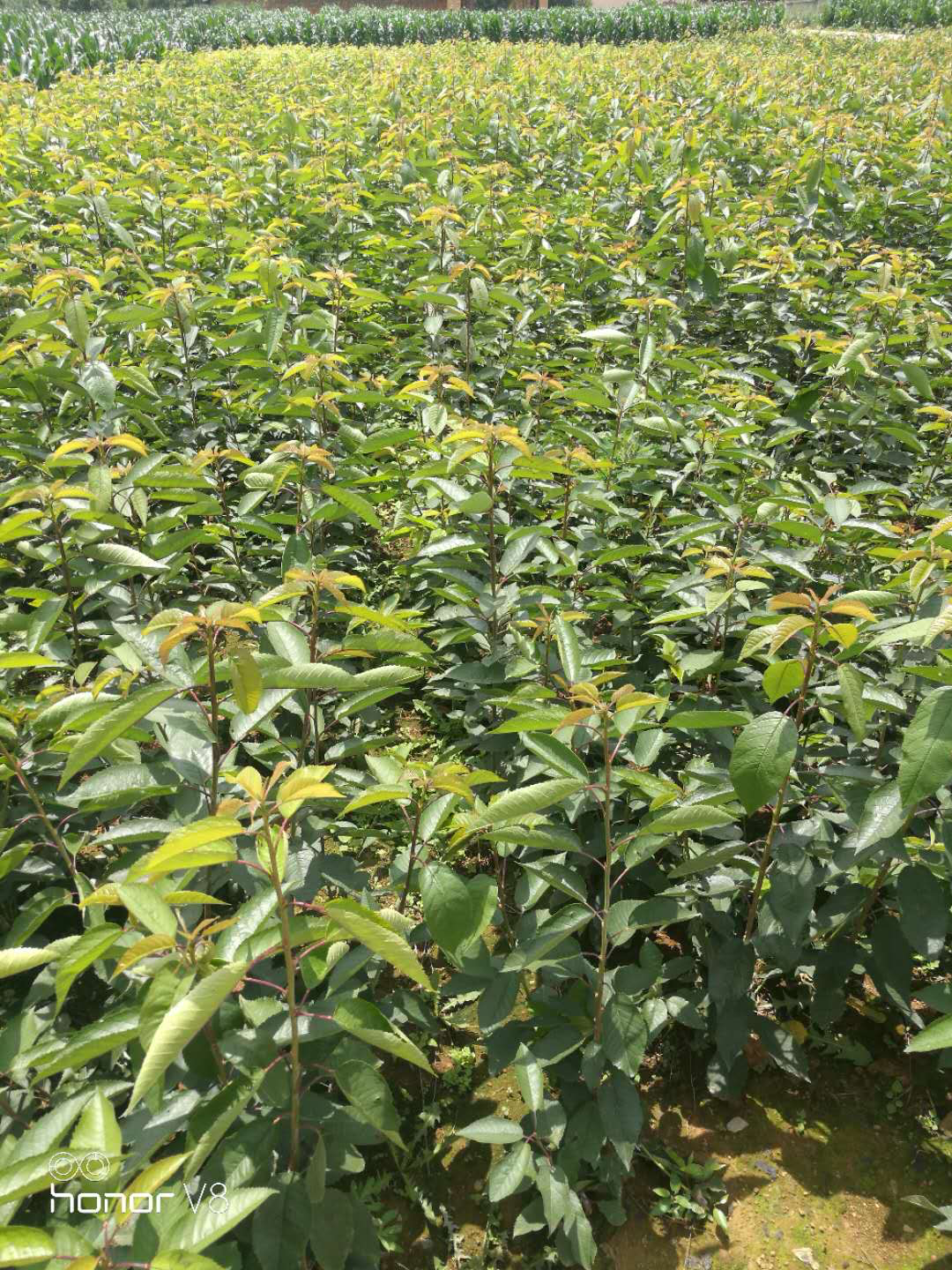 昭通美早大樱桃苗,大量出售,品种好,规格齐全,无病虫害