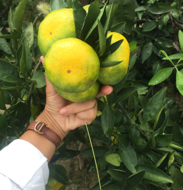 大分蜜桔 口感好,果肉红