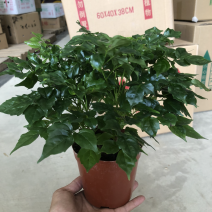 110规格幸福树