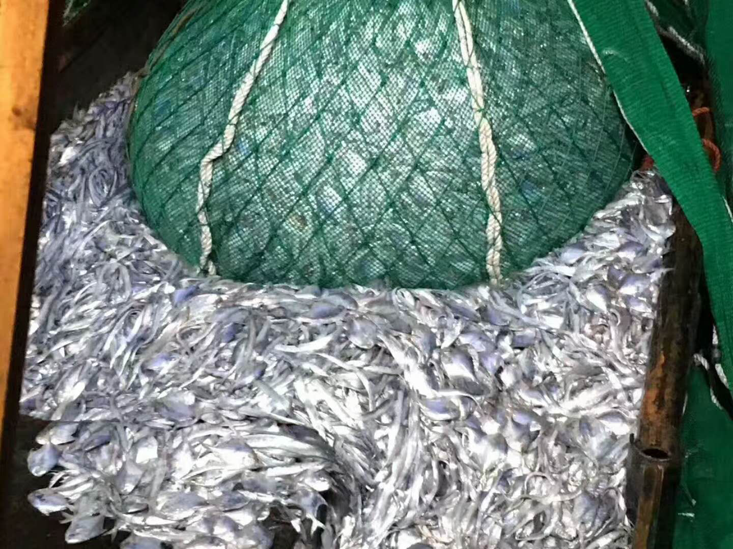 一艘渔船在夜间进行深海拖网作业,海面上波涛汹涌,渔网正从深海中拉起,网中混杂着银白色身躯的带鱼和其他深海鱼类,部分带鱼已呈现弯曲僵直状态,显示其刚被捕捞上来 带鱼捕捞场景