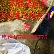 刺梨子酒。纯野生