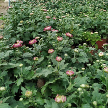 菊花，球菊，大菊花，九月菊，双色盆，250盆